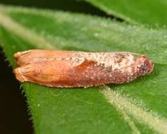 Image of Maple Leaftier Moth