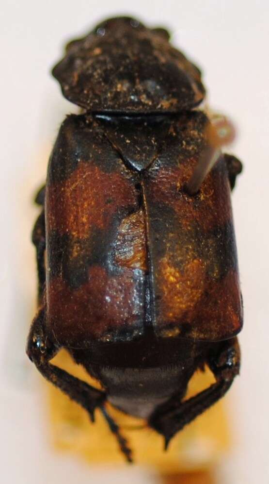 Image of Nicrophorus (Nicrophorus) interruptus (Stephens 1830)