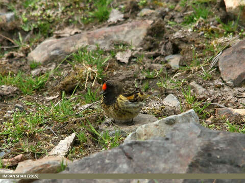 Image of Fire-fronted Serin