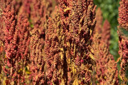 Image of quinoa