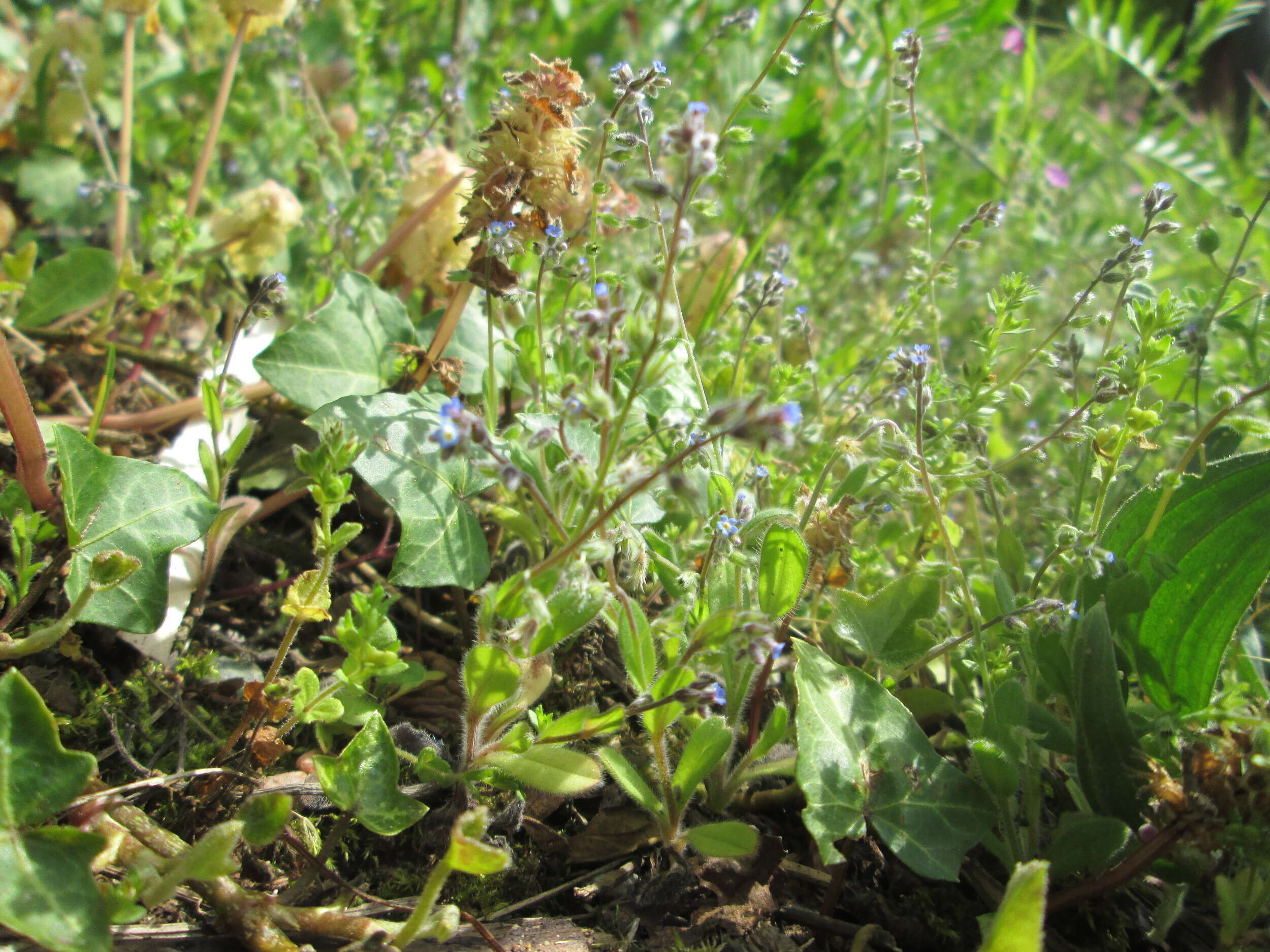 Image of Early Forget-me-not