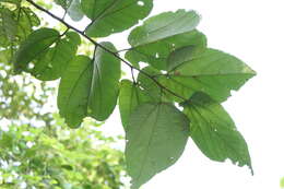 Image of Grewia tiliifolia Vahl