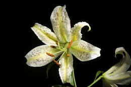 Lilium auratum Lindl. resmi