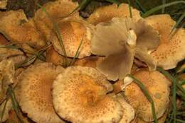 Pholiota squarrosa (Vahl) P. Kumm. 1871 resmi