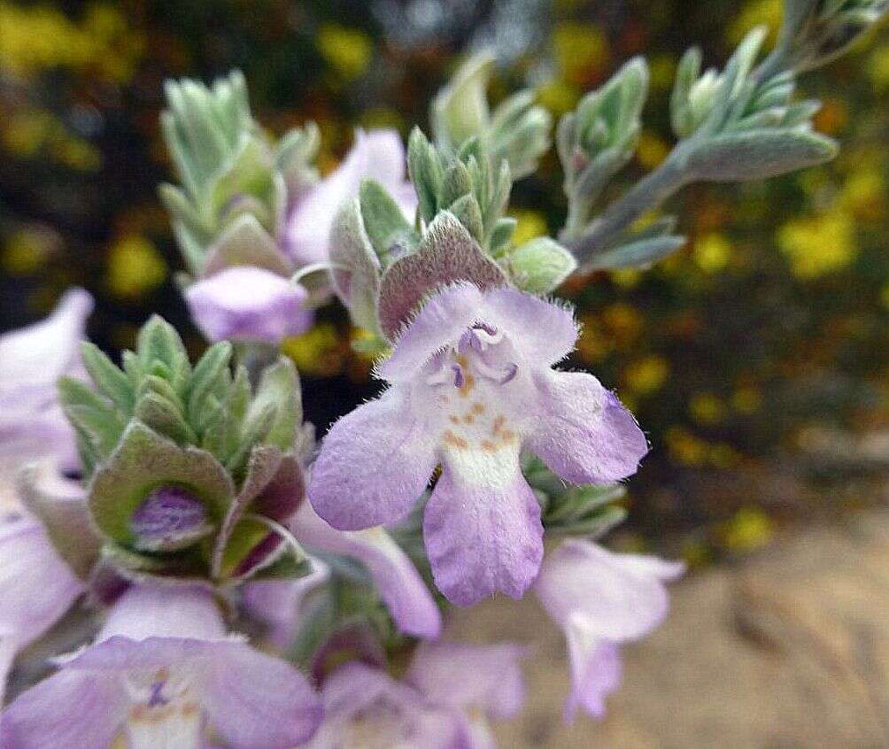 Image of Prostanthera ammophila B. J. Conn