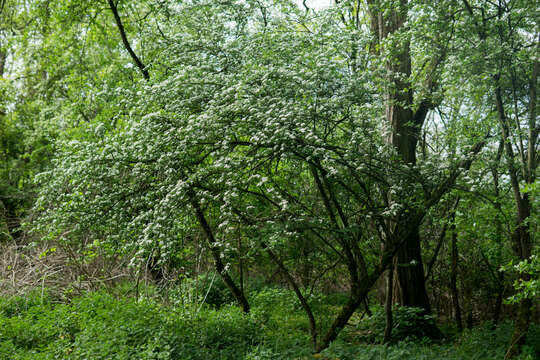 Image of Common Hawthorn