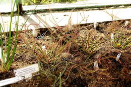 Image of Drosera madagascariensis DC.