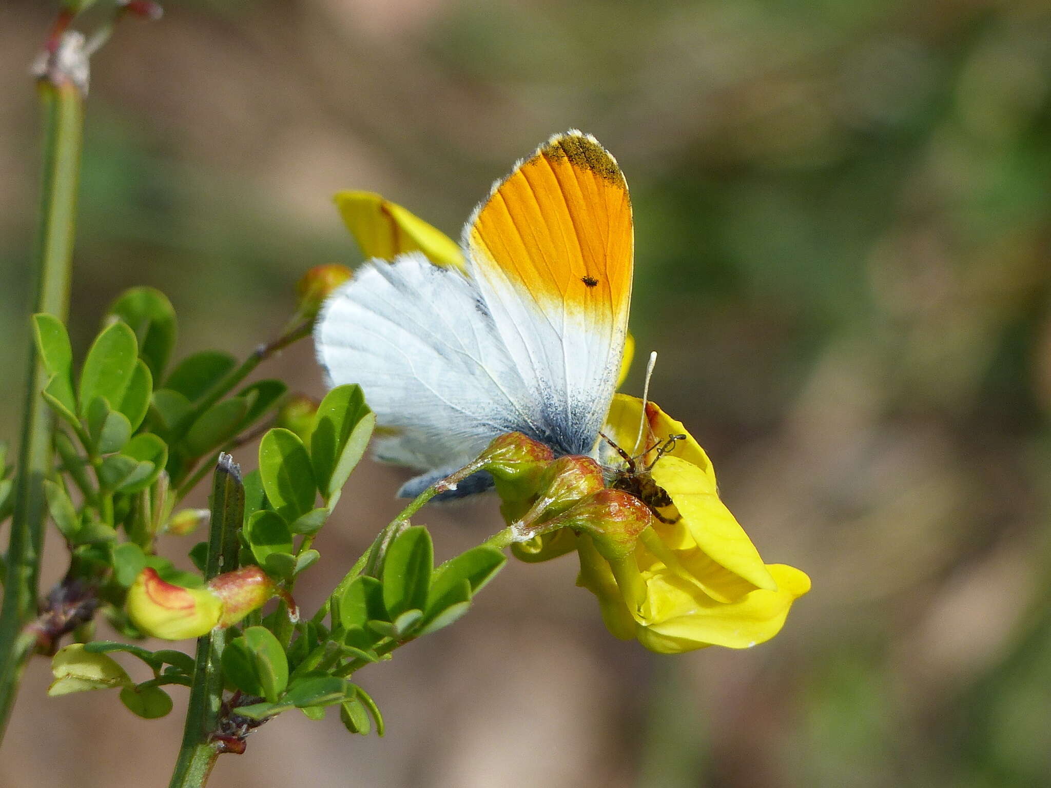 Image of orange tip