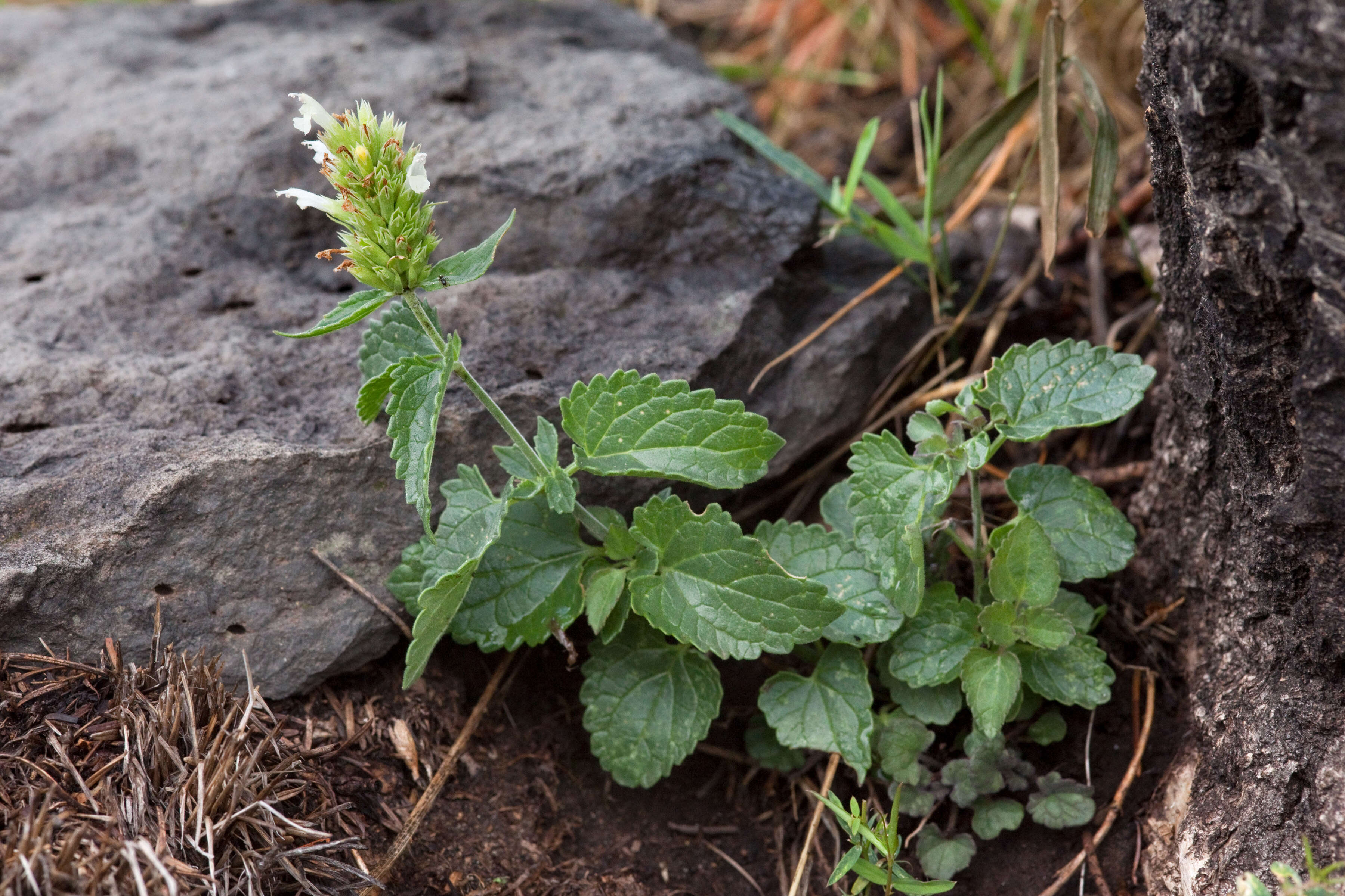 Image of Bill Williams Mountain giant hyssop