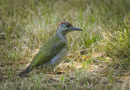 Image of Eurasian Green Woodpecker