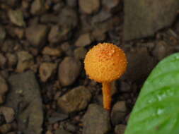 Pholiota squarrosa (Vahl) P. Kumm. 1871 resmi