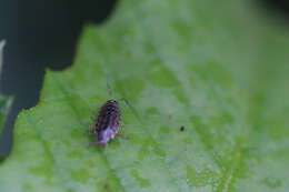 Image of Philoscia Latreille 1804