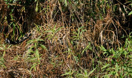 Image of Panthera onca palustris (Ameghino 1888)