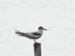 Image of Whiskered Tern