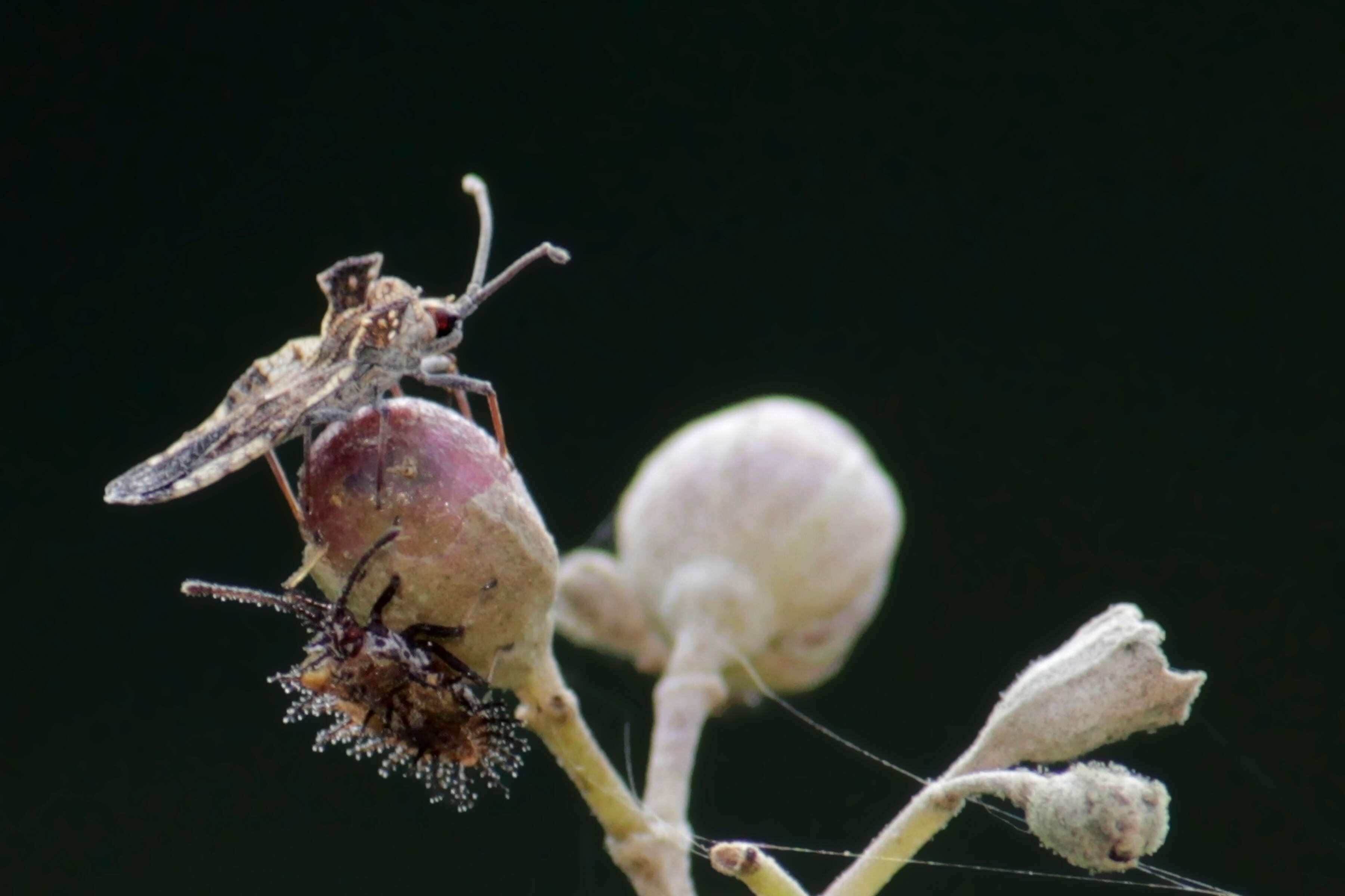 Image of lace bugs