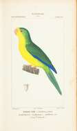 Image of Mountain Parakeet