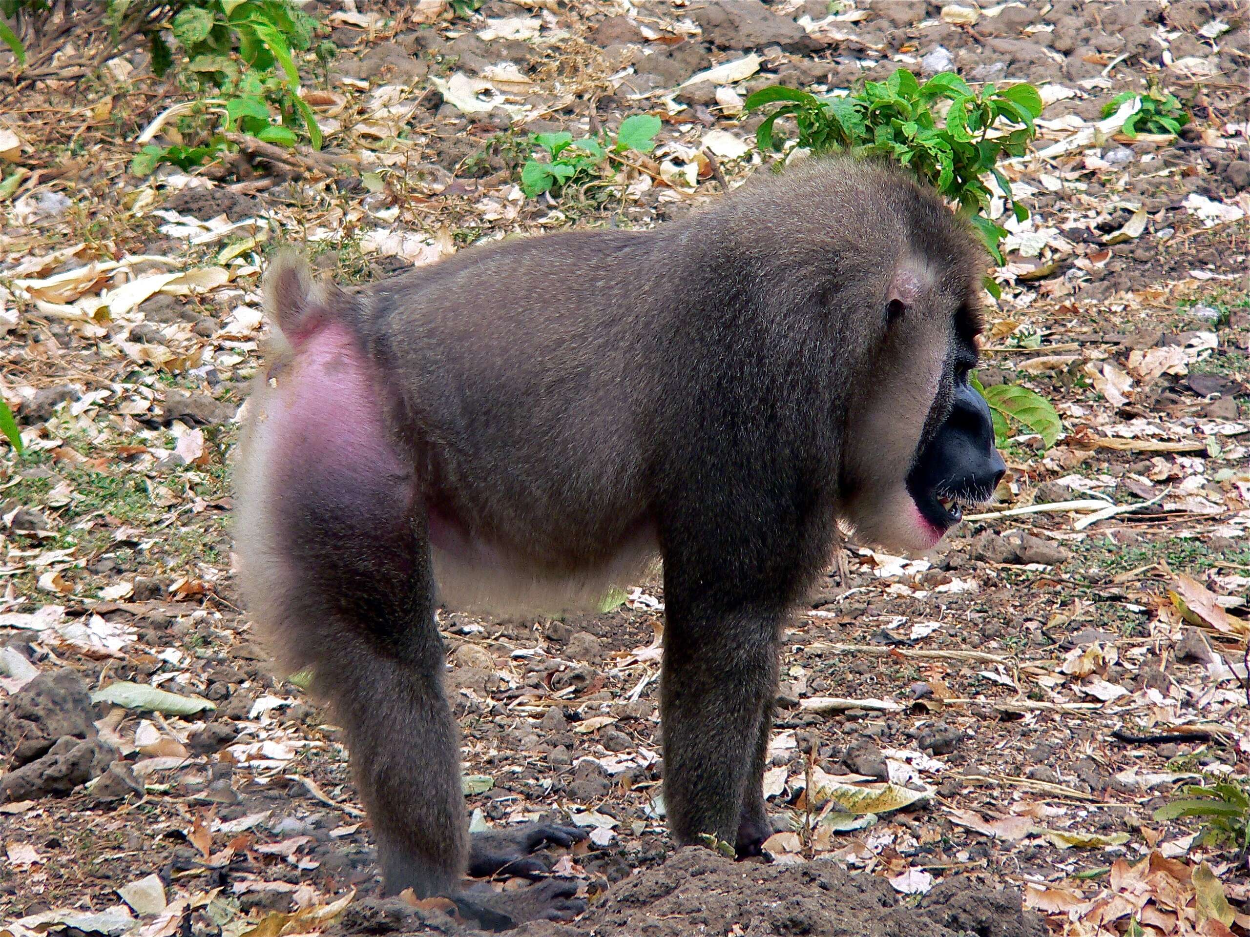 Mandrillus leucophaeus (F. Cuvier 1807) resmi