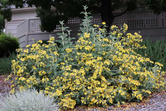 Image of shrubby Jerusalem sage