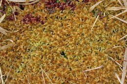 Image of papillose sphagnum