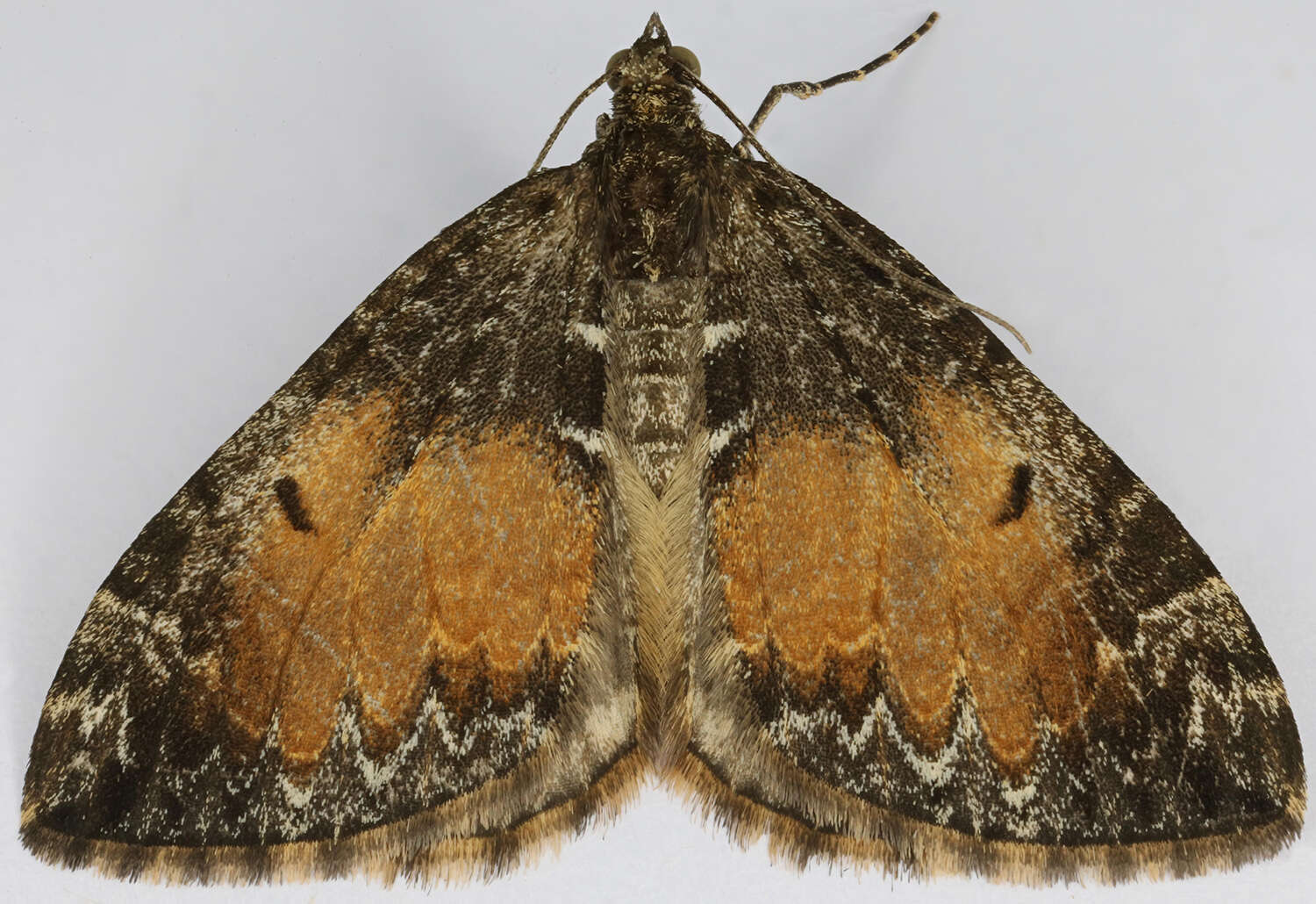 Image of common marbled carpet