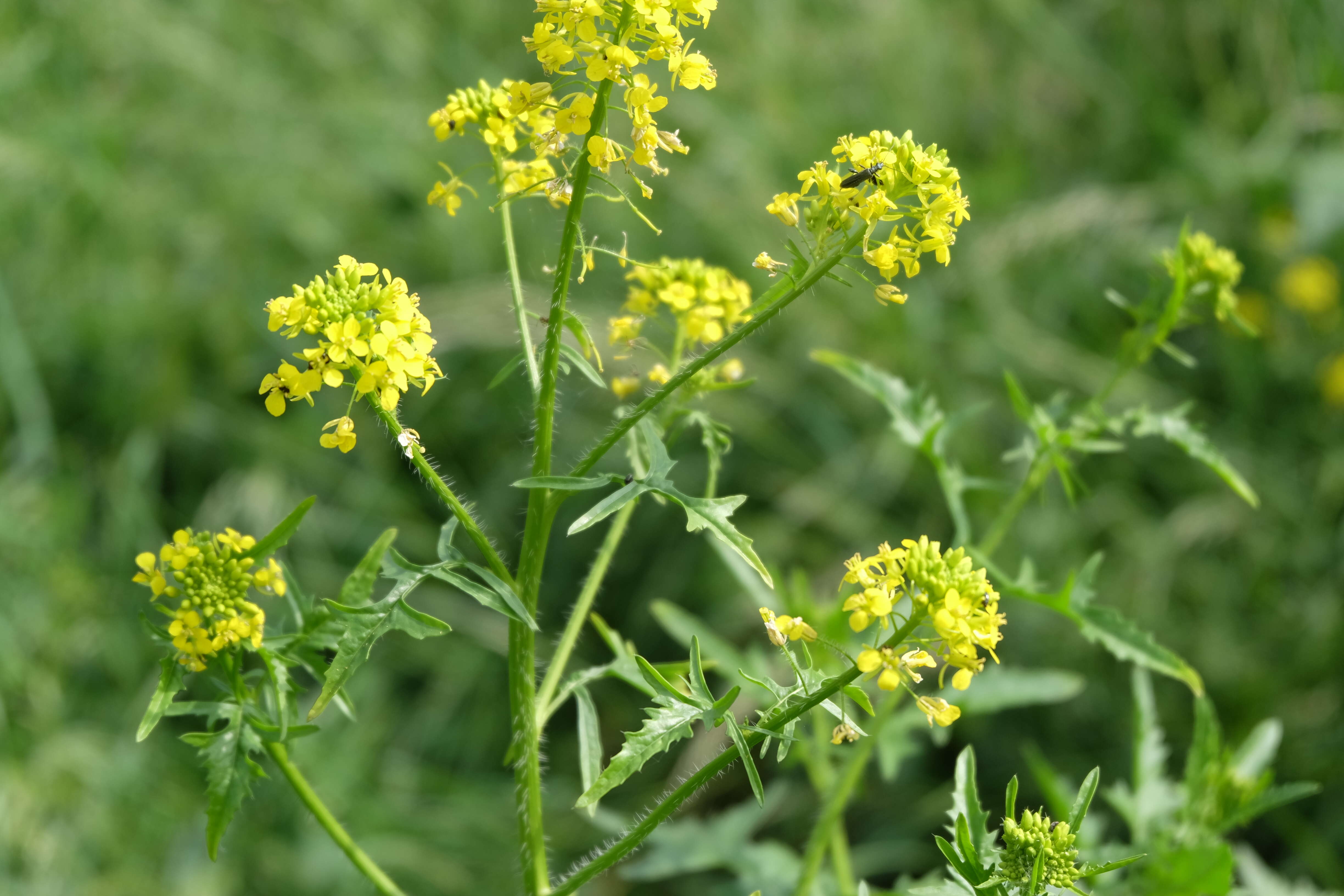 Imagem de Sisymbrium loeselii L.