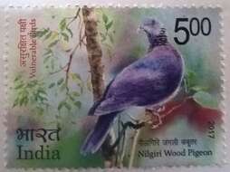 Image of Nilgiri Wood Pigeon