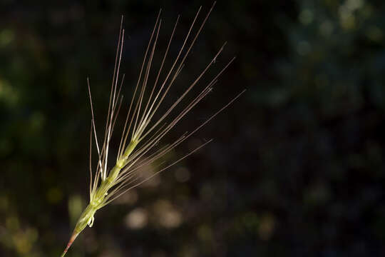 Image of barbed goatgrass