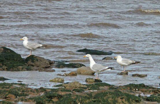 Image of European Herring Gull