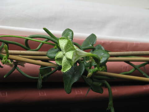 Image of Ceropegia sandersonii Decne. ex Hook.