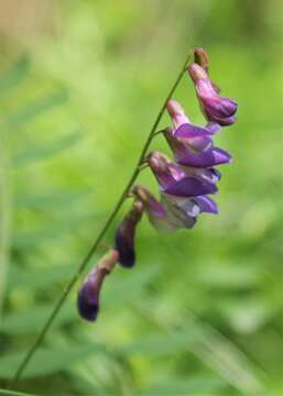 Plancia ëd Vicia cassubica L.