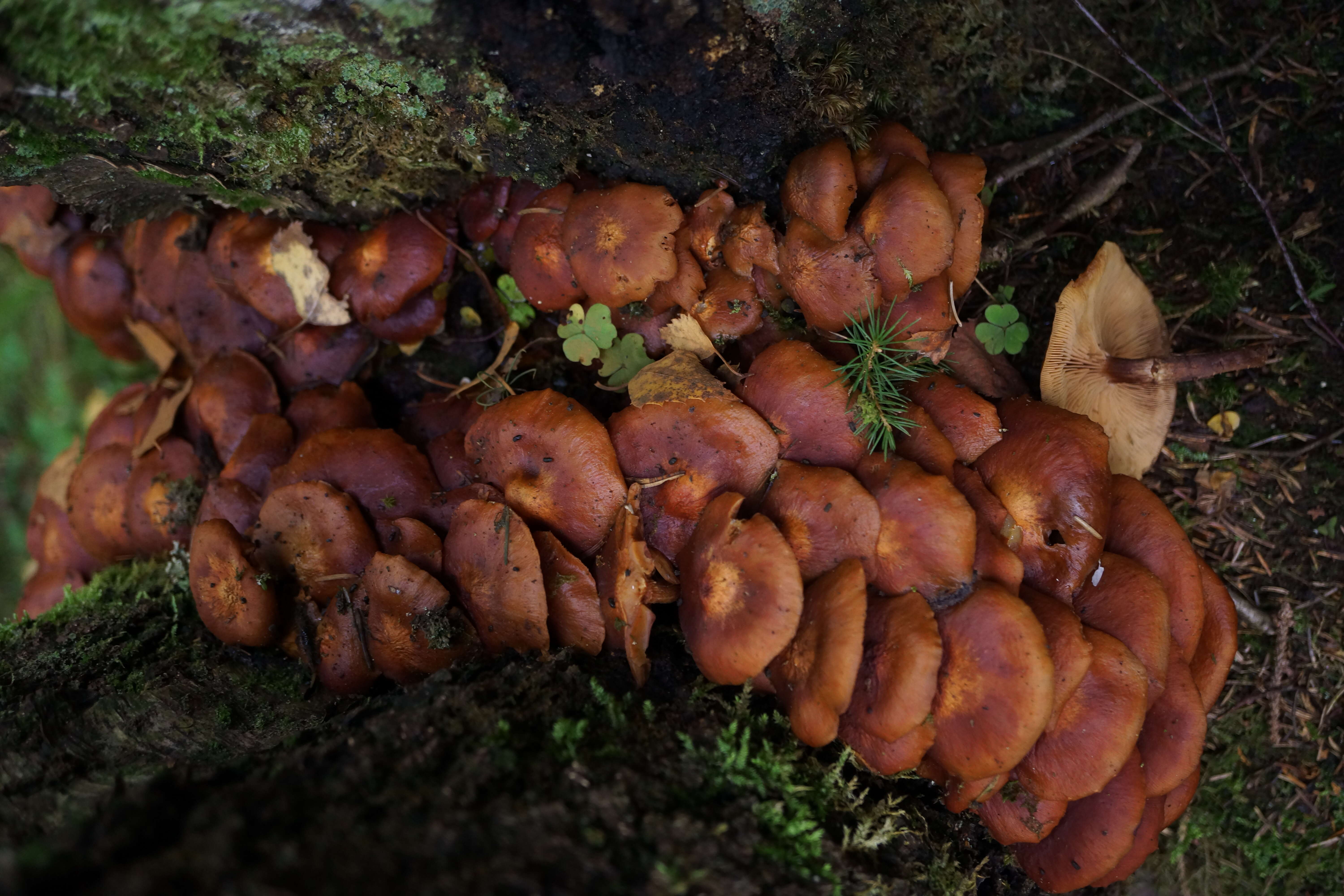 Imagem de Kuehneromyces mutabilis (Schaeff.) Singer & A. H. Sm. 1946