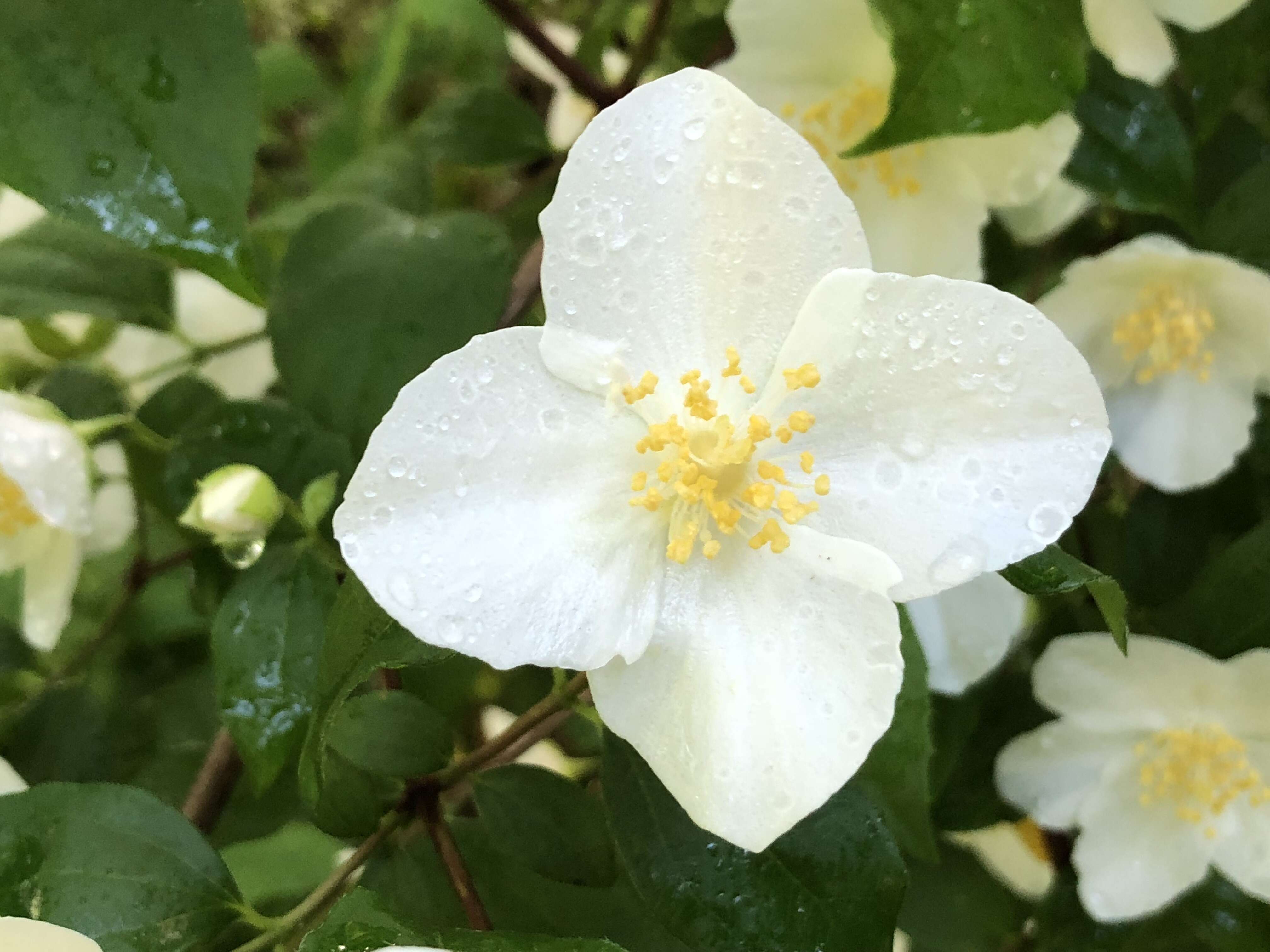 Image of sweet mock orange