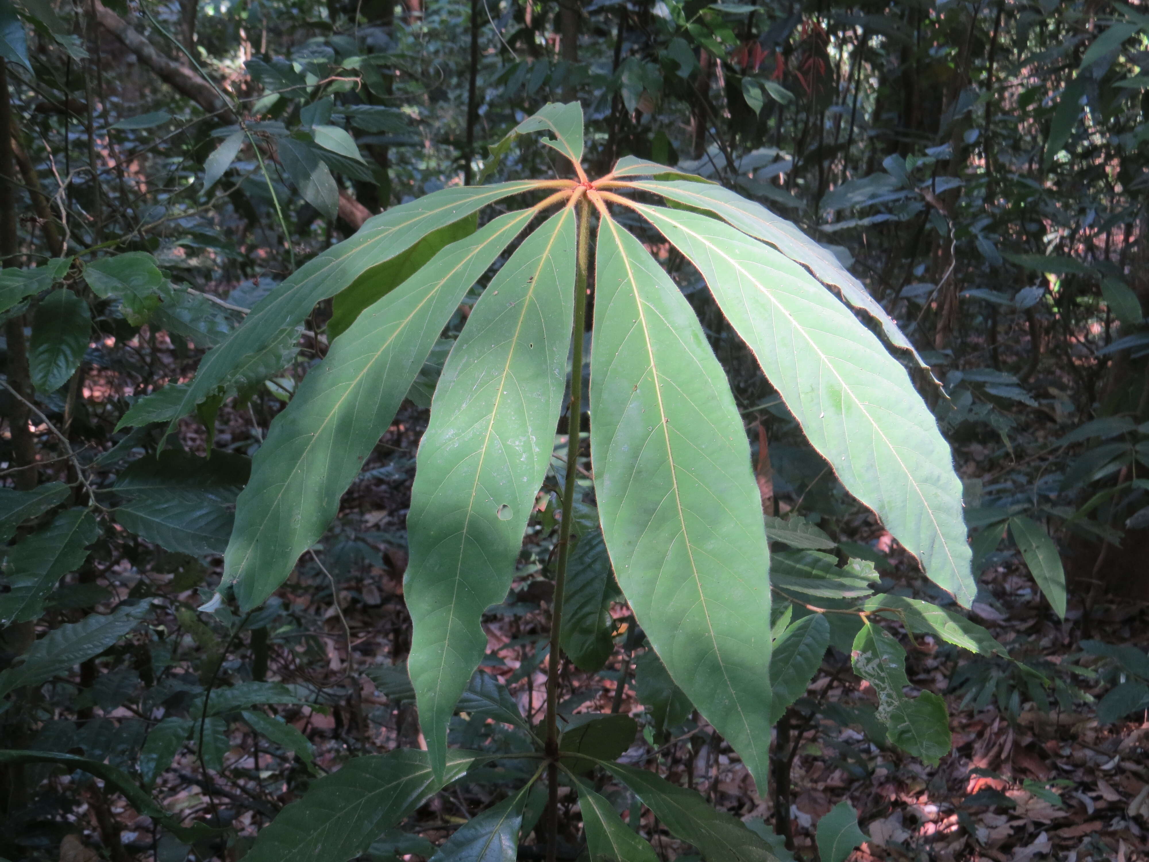 Image of Actinodaphne bourdillonii Gamble