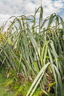 Image of New Zealand flax