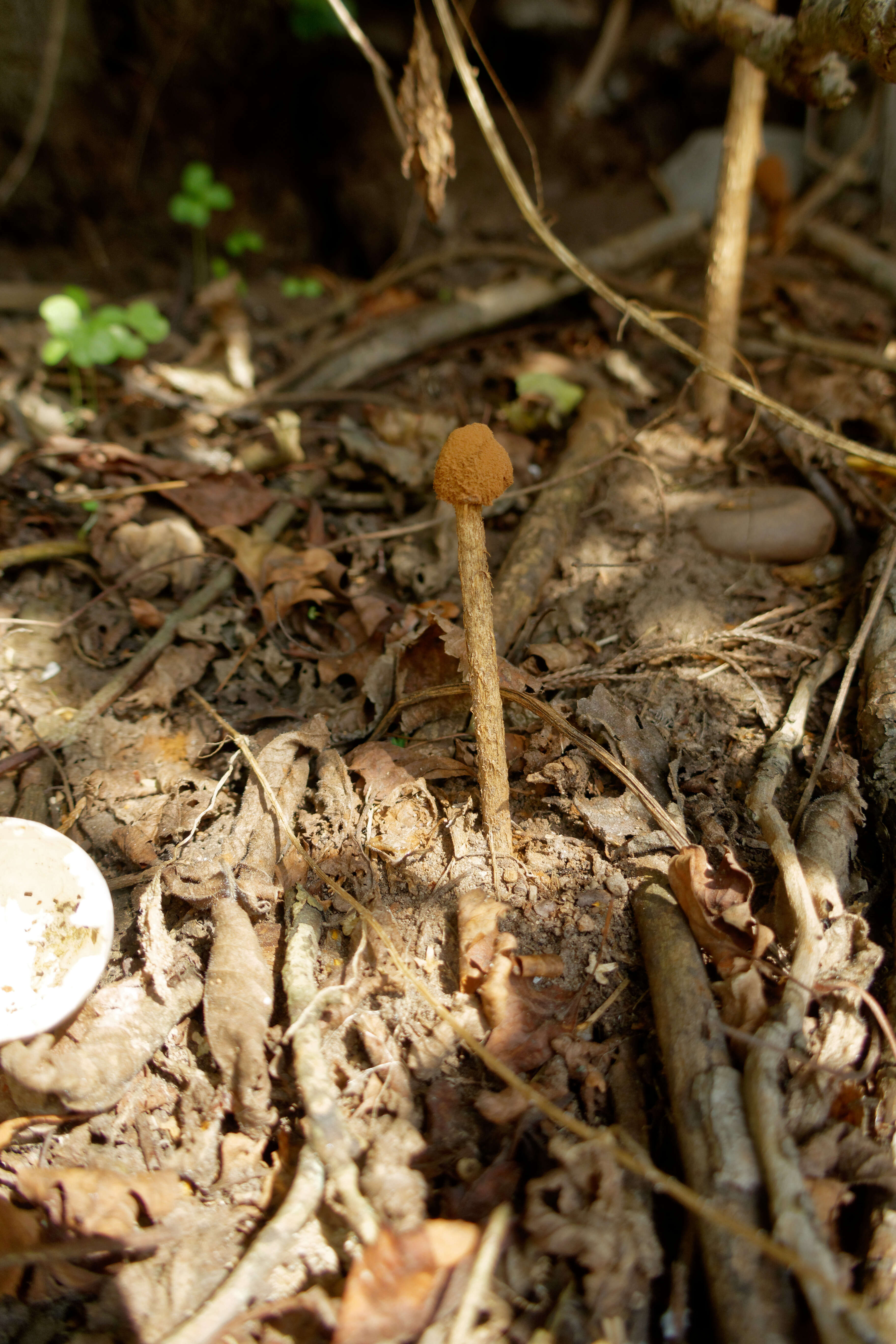 Imagem de Battarrea phalloides (Dicks.) Pers. 1801