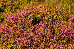 Image of rotala