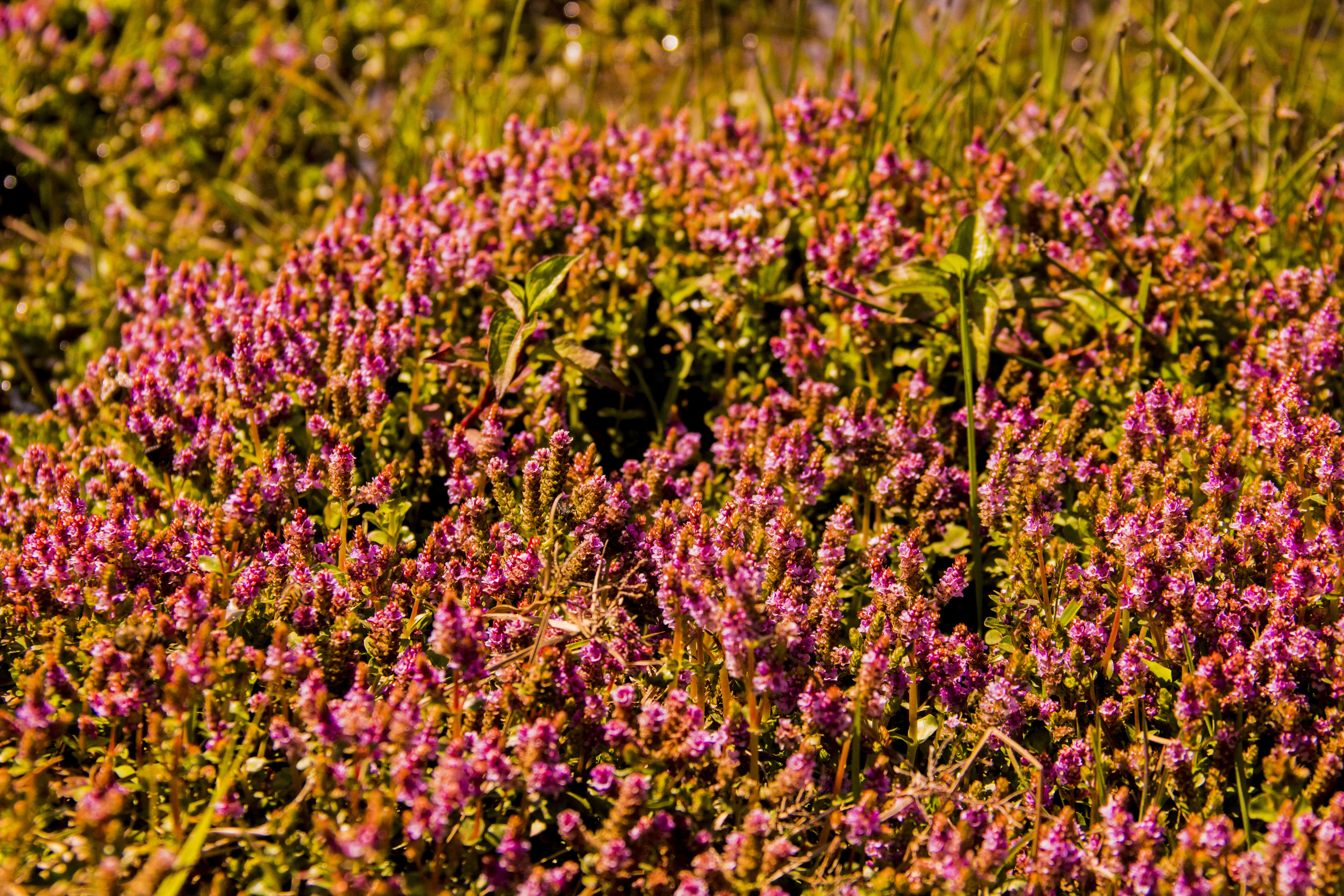 Image of rotala