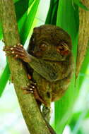 Image of tarsier