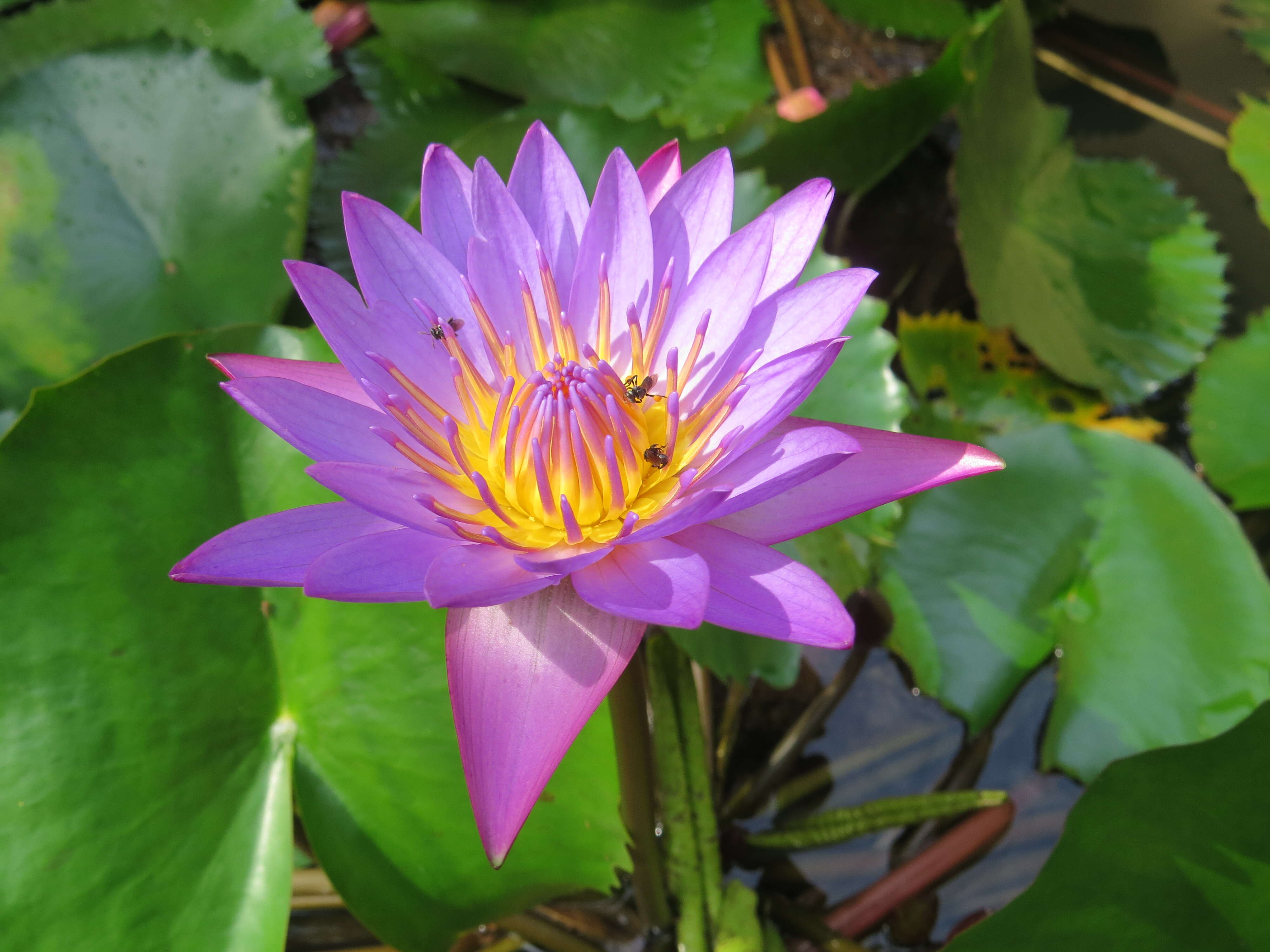 Image of blue star water-lily