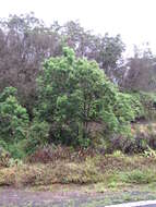 Image of Indian Mahogany