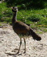 Image of White-bellied Bustard