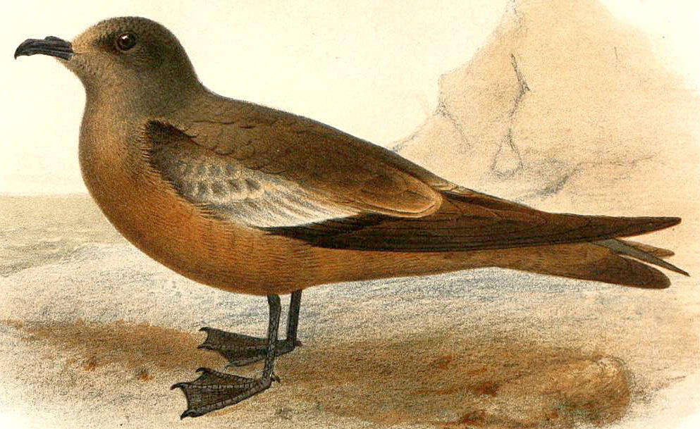 Image of Swinhoe's Storm Petrel