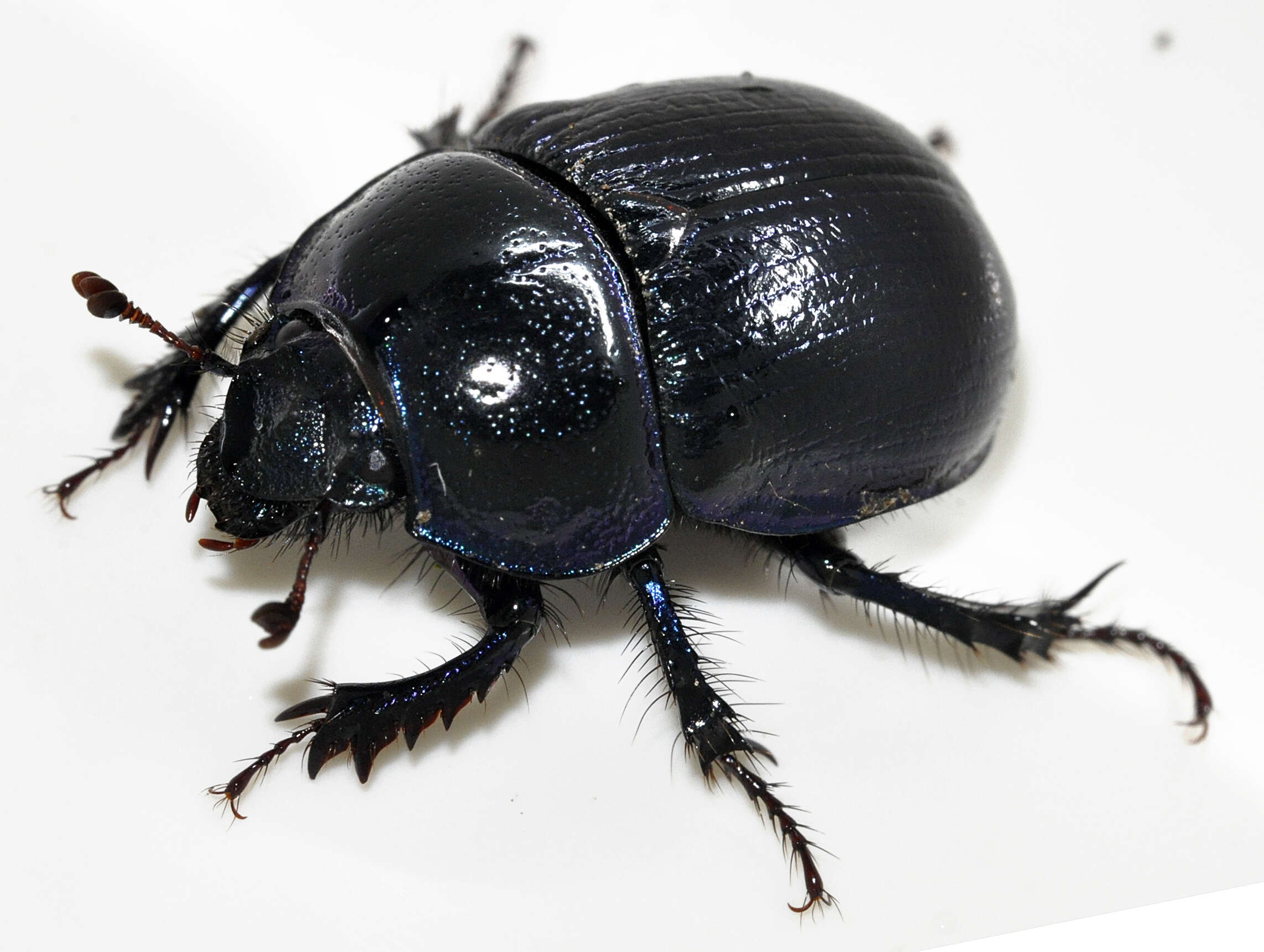 Слика од Anoplotrupes