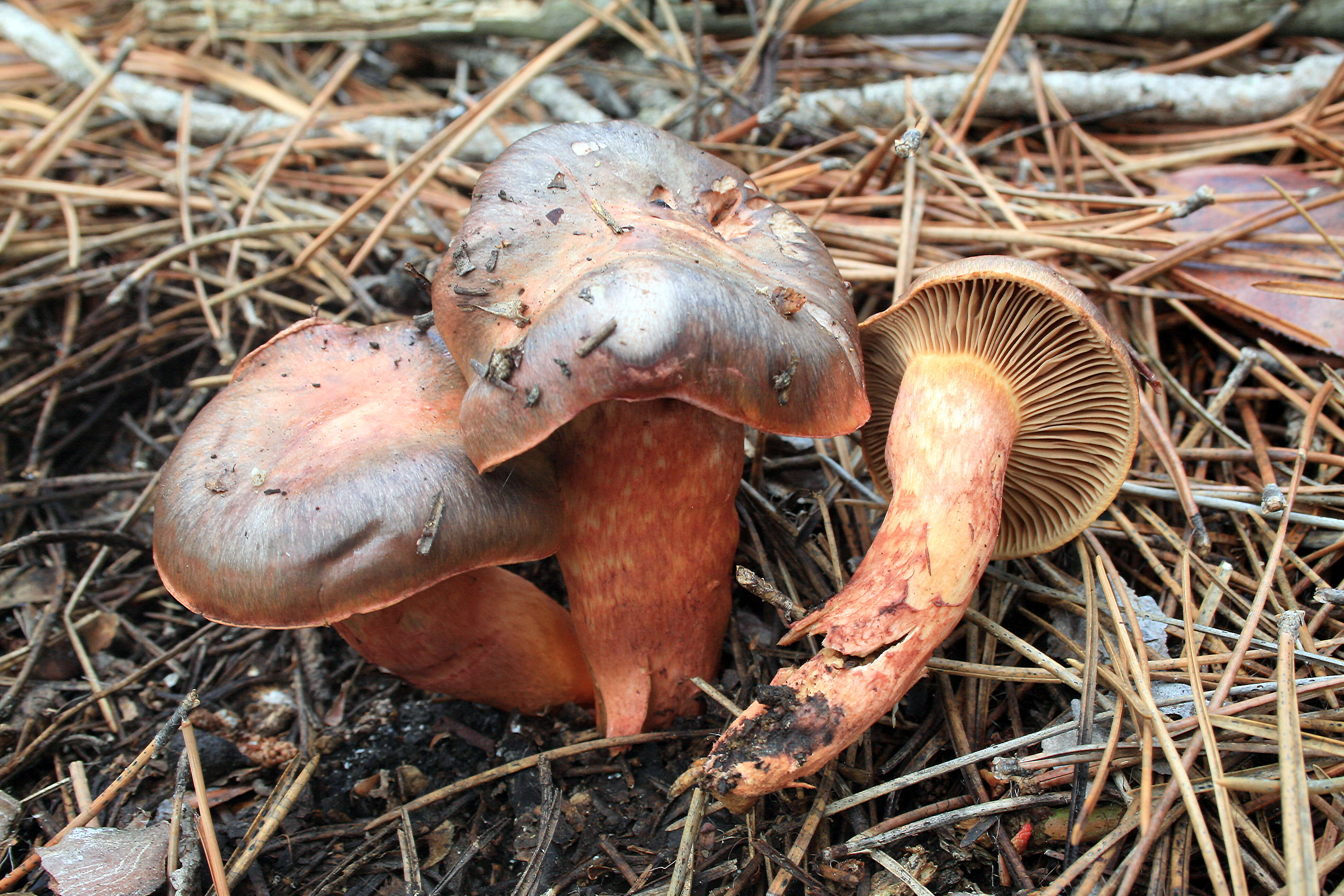 Imagem de Chroogomphus subfulmineus