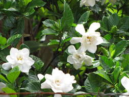 Image of Cape jasmine