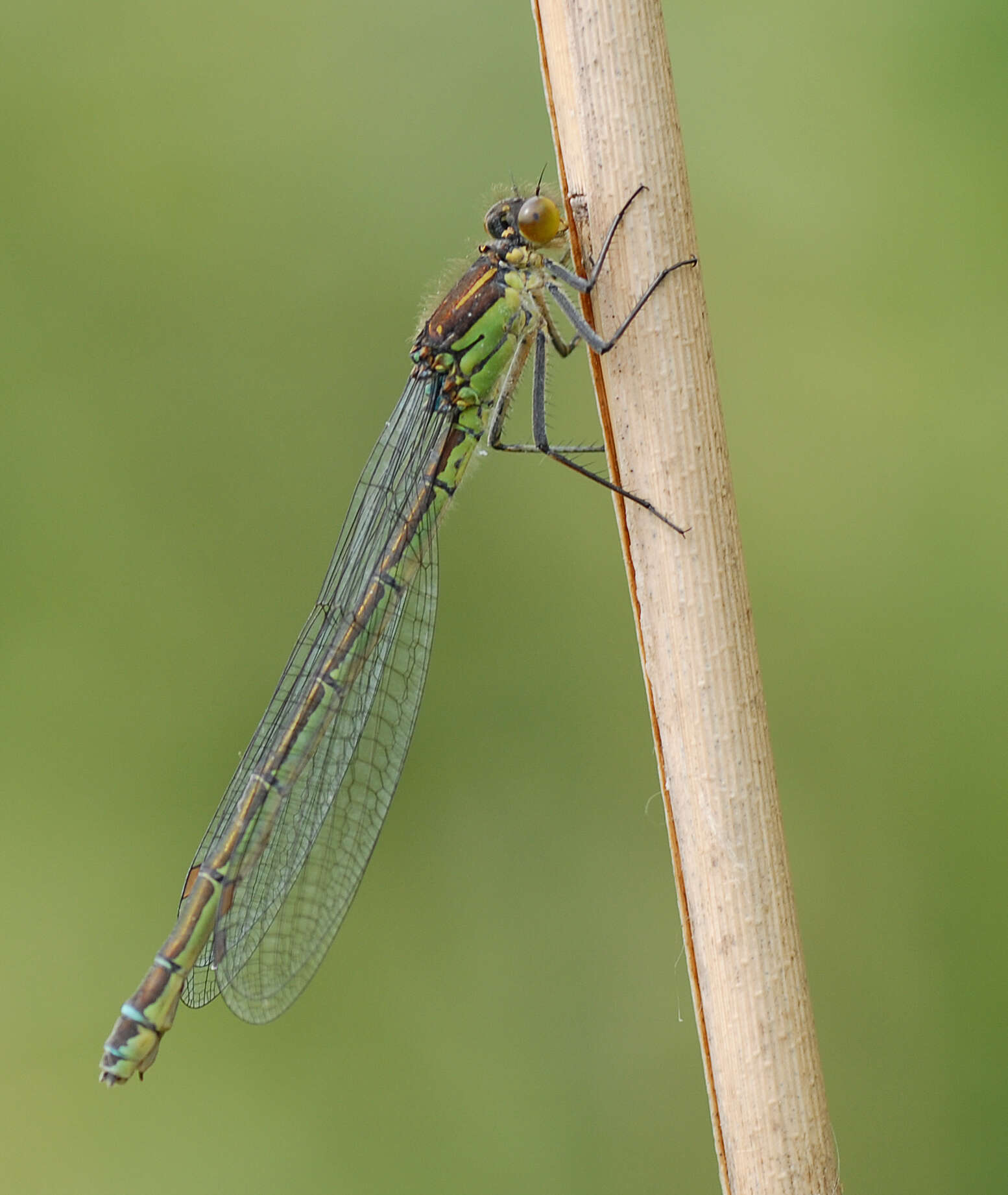 Image of red-eyed damselfly