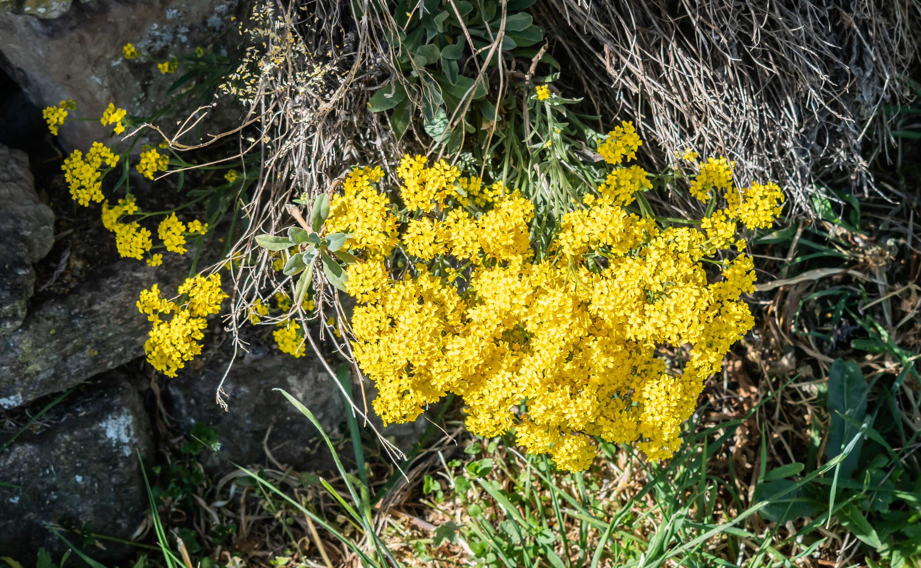 Image of Basket of Gold