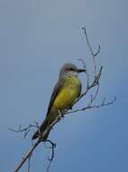 Image of Tropical Kingbird