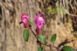 Image of garden snapdragon