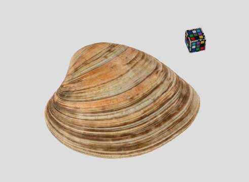 Image of quahog